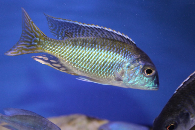 Tramitichromis lituris 'Mdoka'